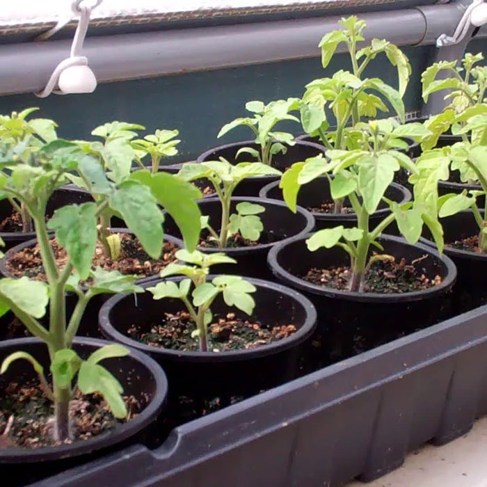 2″ Net Cup - Aquaponics For Life