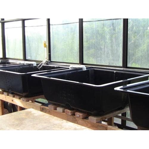 A group of black plastic tubs in a greenhouse, designed as TAS Aquaponics Easy-Reach 50 Gallon Grow Beds.