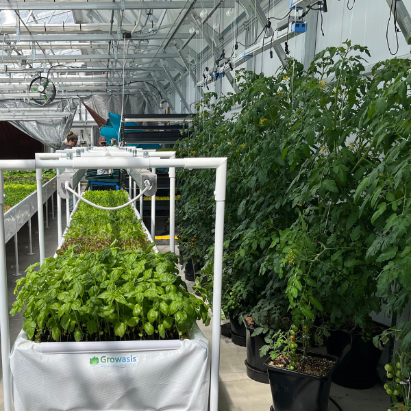 A greenhouse with tomato plants growing in it, using the AutoPot Bucket 1XL Module from TAS.