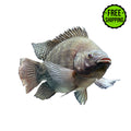 A Blue Tilapia Fish Fingerling from Tilapia Depot is isolated on a white background with a green "Free Shipping" label in the top right—ideal for anyone interested in live tilapia shipping or learning about tilapia fingerlings.