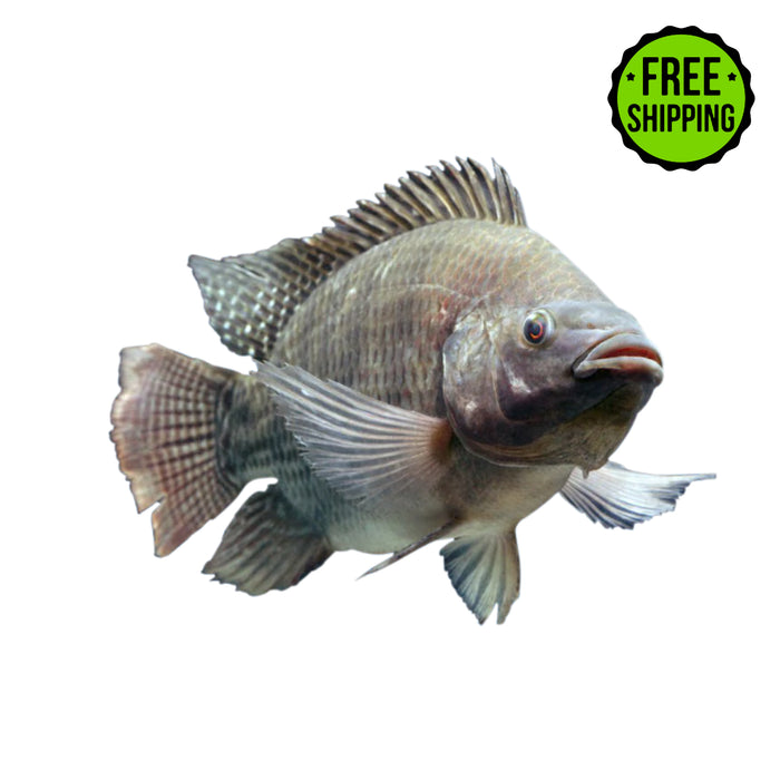 A Blue Tilapia Fish Fingerling from Tilapia Depot is isolated on a white background with a green "Free Shipping" label in the top right—ideal for anyone interested in live tilapia shipping or learning about tilapia fingerlings.