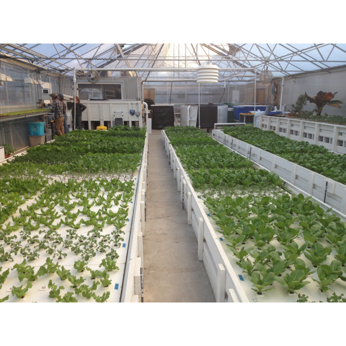Deep Water Culture Raft Boards - Aquaponics For Life