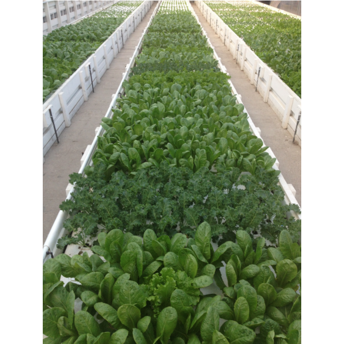 Deep Water Culture Raft Boards - Aquaponics For Life