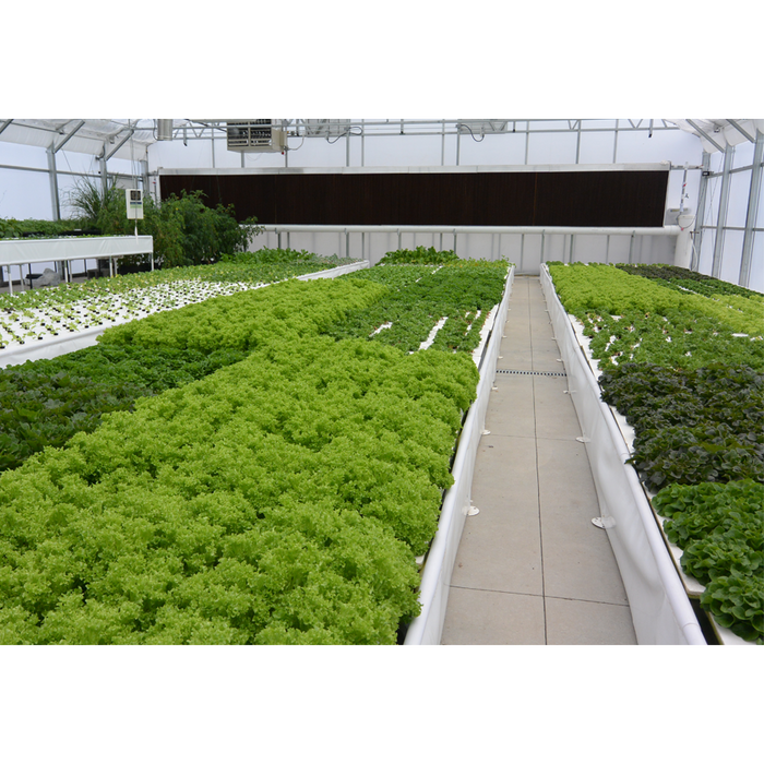 A durable Aquaponics For Life greenhouse with rows of lettuce in it, made with agricultural-grade materials like Dura-Skrim Liner – 12′ Width.