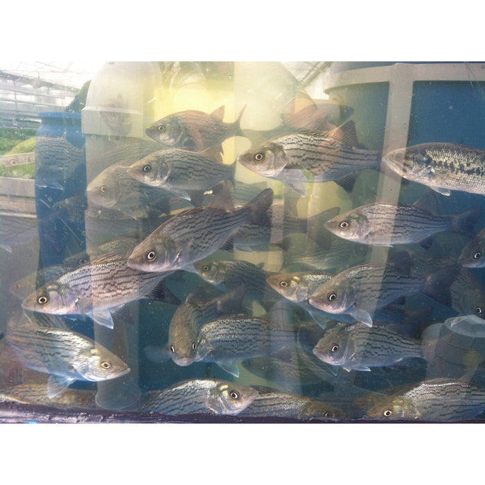 Fish Tank Window Kit - Aquaponics For Life