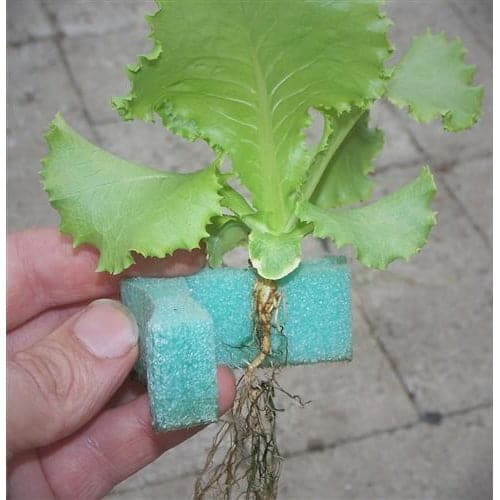 GrowGrip Plant Holders 1" - Aquaponics For Life