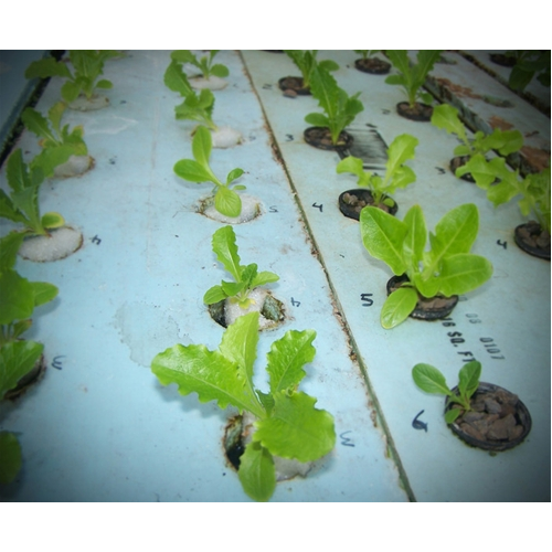 GrowGrip Plant Holders 1" - Aquaponics For Life