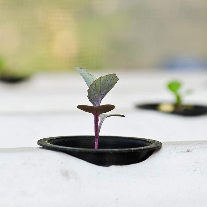 3″ Net Cup - Aquaponics For Life