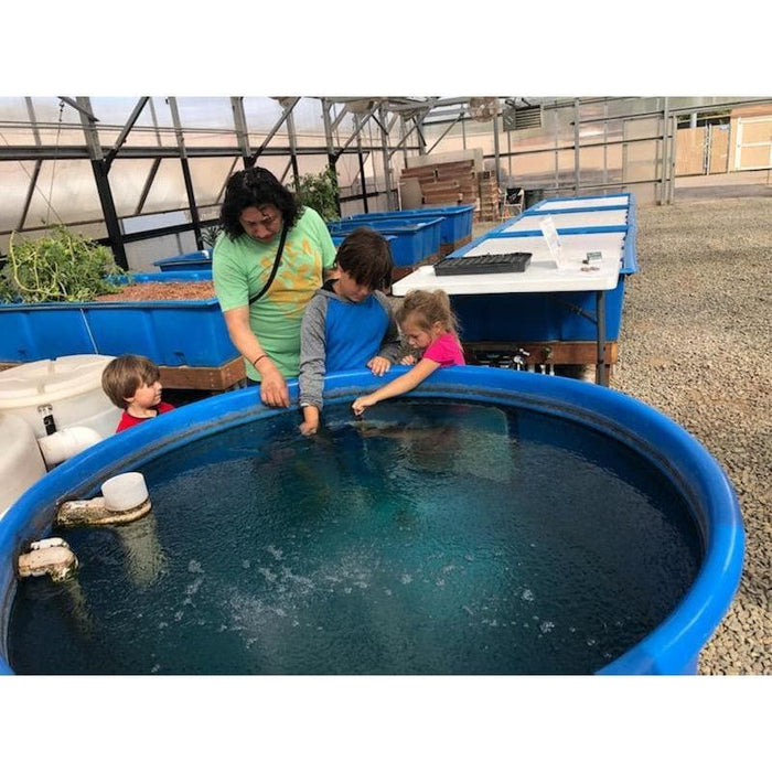 A woman and two children are joyfully playing in a Go Green Aquaponics blue pool, creating cherished memories during a relaxing summer afternoon.