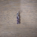 Sterling Letter Drop - Lambda Chi Alpha